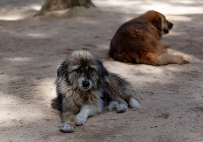 Официальный портал Забайкальского края | Госветслужба Забайкалья: Бездомные  собаки в крае будут содержаться в приютах пожизненно