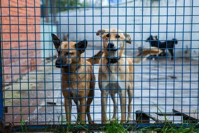 Бездомные собаки бегают в Домне стаями по 20 штук — местные жители |  Забайкальский рабочий
