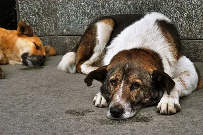Бродячая» проблема, или Бездомные собаки несчастны - Статьи - Средство  массовой информации - сетевое издание «Приокская правда»