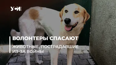 В Тольятти бездомные собаки съели человека - ГородТольятти