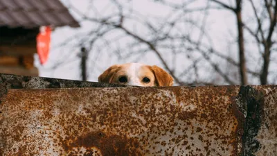 Брошенные и забытые: как решается проблема бездомных собак