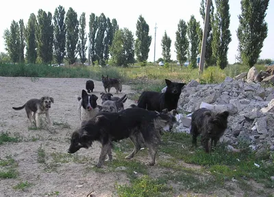 Еще раз про бродячих собак на Кушва-онлайн.ру