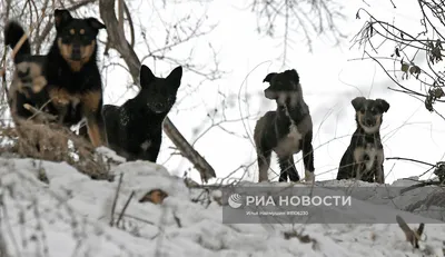 В Лабытнанги бездомные собаки облюбовали детскую площадку | Вслух.ru