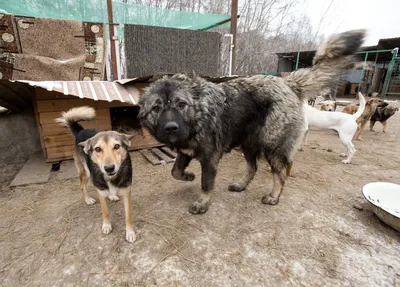 На севере Карелии бездомные собаки загорают на диванах у помойки (ФОТОФАКТ  и ВИДЕО) | СТОЛИЦА на Онего