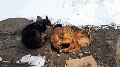 В Астрахани бездомные собаки стали полотном для «художника» | Радиостанция  «Южная Волна»