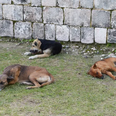 Бездомные Собаки: последние новости на сегодня, самые свежие сведения |  59.ru - новости Перми