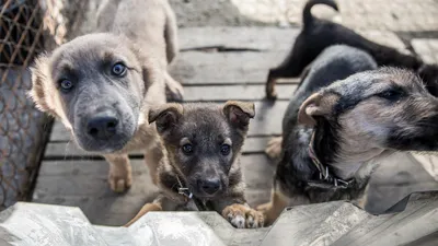 Брошенные собаки в Татарстане | Пикабу