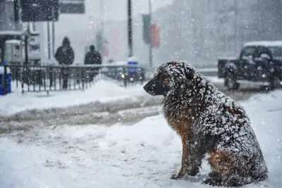 Брошенные собаки и кошки Одессы: помощь и истории спасения (фото) — УСІ  Online