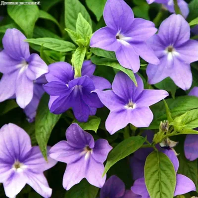 Купить семена цветов Броваллия красивая Сине-Фиолетовая. Доставка по всей  Беларуси и в Минске