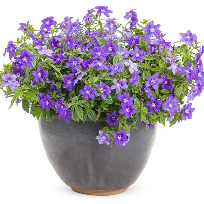 Неустанно цветет почти круглый год яркими сине - фиолетовыми цветами! |  GardenLife | Дзен