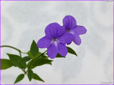 Броваллия - рекордсмен по цветению | Flora Karelia | Дзен