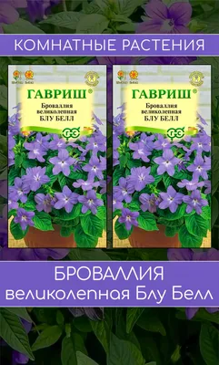 Купить семена Броваллия великолепная Марине белл в Минске и почтой по  Беларуси