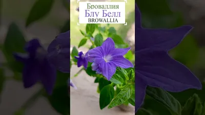 Броваллия (Browallia) - «Цветение круглый год? Такое возможно?! Что это за  чудо? Дайте 2!!! Маленькие секреты самого красивого и долгоцветущего  растения на моем подоконнике.» | отзывы
