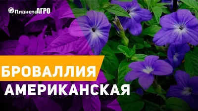 Купить семена Броваллия великолепная Дымчатый сапфир в Минске и почтой по  Беларуси