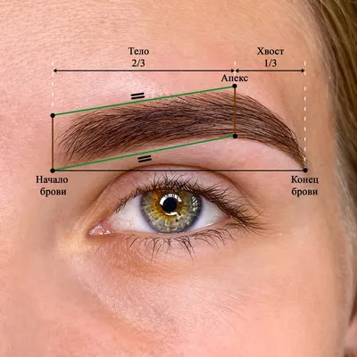 Как правильно подобрать форму бровей по типу лица