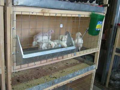 Купить клетку Стандарт-Б для мясного птицеводства интернет магазин -  Большой фермер