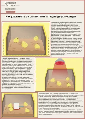 Брудер своими руками (121 фото): чертежи с размерами и пошаговые схемы  изготовления брудера для цыплят, бройлеров, индюшат и перепелов