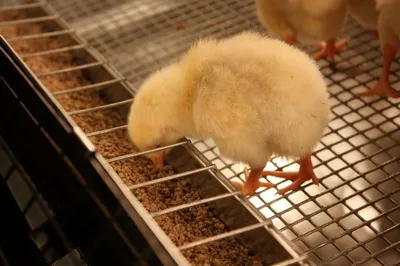 Как сделать брудер для цыплят и другой домашней птицы? Фото — Ботаничка
