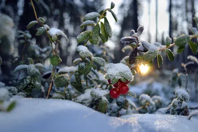 Брусника зимой (Много фото!) - treepics.ru