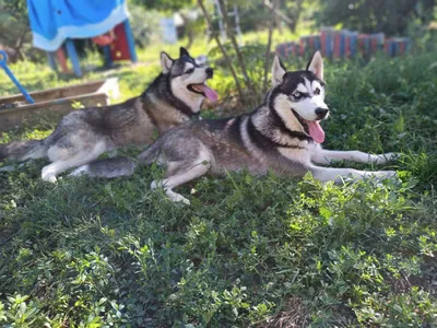 ᐉ Будка для собаки LNK дерево 85x110x90 см (ДБС-17)