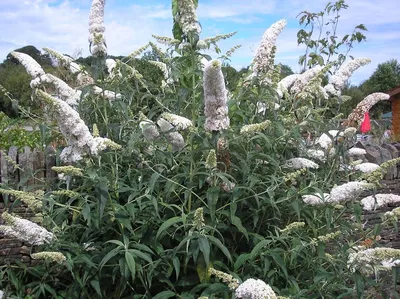 Буддлея давида Вайт Профьюжн Buddleja davidii White Profusion - купить  декоративные и хвойные растения с доставкой по Украине в магазине Добродар