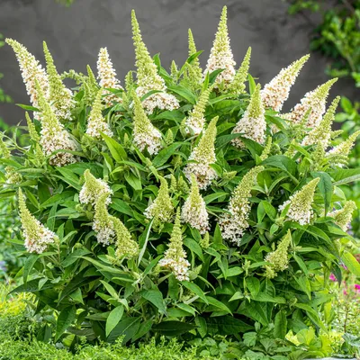 Будлея давида Литл Вайт / С3 / Buddleja Little White: продажа, цена в  Украине. саженцы декоративных деревьев и кустарников от \"БалСад\" -  1820045714