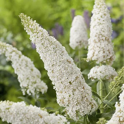 Буддлея Давида Вайт Проф'южн. (Buddleja davidii White Profusion) С3 купити  в інтернет-магазині ЦВІТСАД з доставкою по Україні