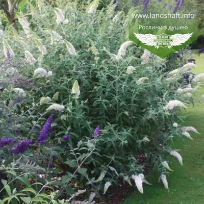 Buddleja davidii 'White Profusion', Буддлея Давида 'Вайт  Профьюжн'|landshaft.info