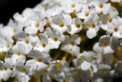 Буддлея Давида Вайт Проф'южн. (Buddleja davidii White Profusion) С3 купити  в інтернет-магазині ЦВІТСАД з доставкою по Україні