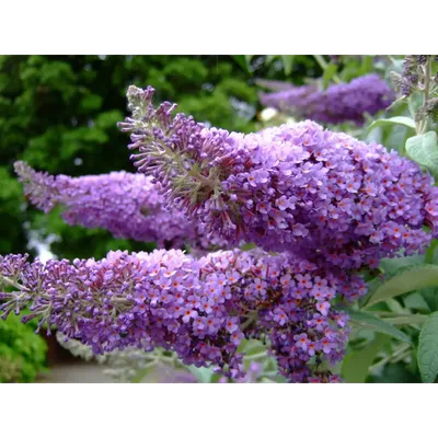 Будлея давида Литл Вайт / С3 / Buddleja Little White (ID#1820045714), цена:  170 ₴, купить на Prom.ua