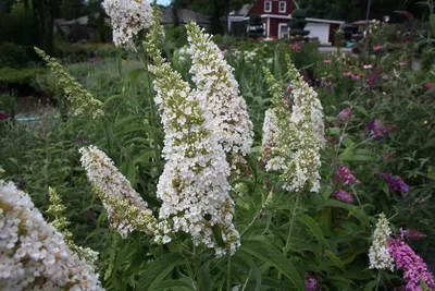 Будлея davidii (Buddleja davidii) — Азовский лесопитомник