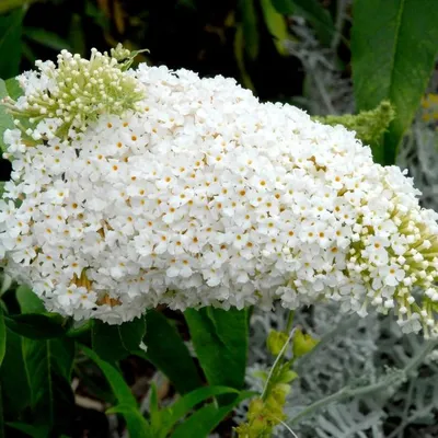 Буддлея Давида Вайт Проф'южн. (Buddleja davidii White Profusion) С3 купити  в інтернет-магазині ЦВІТСАД з доставкою по Україні