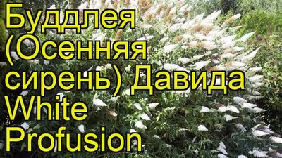 Буддлея давида White Ball - Буддлея - GardenPlants