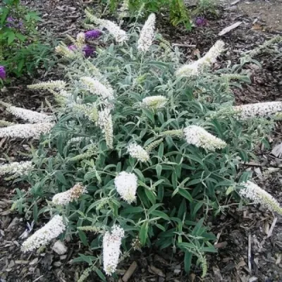 Buddleja davidii 'Nanho Blue', Буддлея Давида 'Нано Блу'|landshaft.info