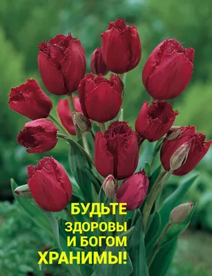 Пин от пользователя Эмма Близнюк на доске Доброе утро | Христианские  цитаты, Счастливые картинки, Доброе утро