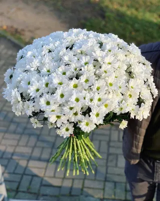 Купить букет из 25 кустовых хризантем в Волгограде