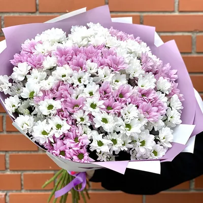 Купить Букет из 25 белых и розовых хризантем в прозрачной упаковке в Томске  - доставка цветов МАКИ