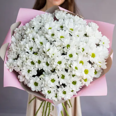 Купить Букет 25 веток белой хризантемы в упаковке R132 в Москве, цена 7 068  руб.