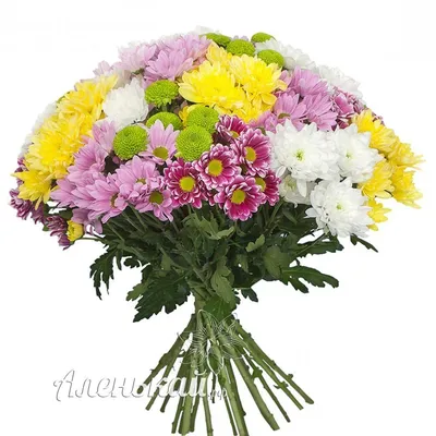 Букет одноголовых Хризантем - Акция на цветы 25 Роз - 2500 руб. Доставка по  Балашихе Бесплатно!!!