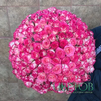 Букет 301 /15 пионовидных кустовых роз в Самаре: роза кустовая, пионовидные  розы