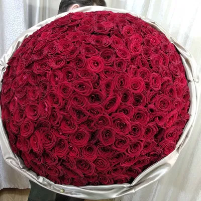 Almaflowers.kz | 301 красная роза - заказать в Алматы по лучшей цене с  доставкой