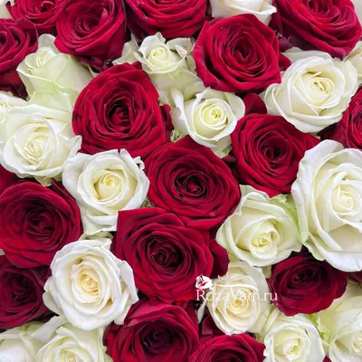 Букет из 301 розы - купить Букет из роз ☎ 8 (964) 914-35-62 Быстрая  Бесплатная Доставка по Краснодару✓ Моre Цветов
