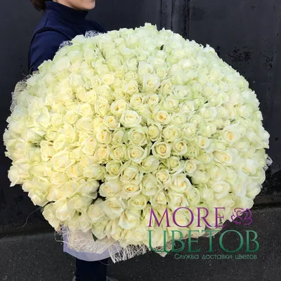 Купить 301 красную и белую розу - большой букет с доставкой по городу Днепр  от royal-flowers.dp.ua