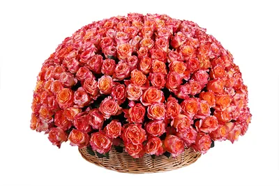 Купить Букет из 301 белой и красной розы в корзине в Москве недорого с  доставкой
