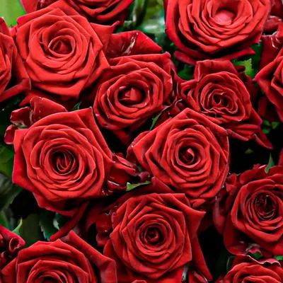 Букет из 33 роз (Creme De La Creme) - Цветочный Маркет 24 в Видном