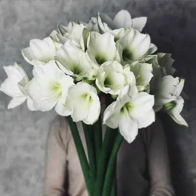 9 белых амариллисов в букете за 10 290 руб. | Бесплатная доставка цветов по  Москве
