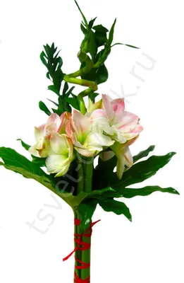 Букет с амариллисом, тюльпанами и кустовой розой — Каталог цветов:  Прекрасная-садовница.БЕЛ