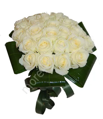 Купить Астры белые по выгодной цене в интернет-магазине OZON.ru (900790322)