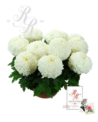 Букет из белых кустовых хризантем и альстромерий | доставка по Москве и  области