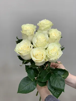 Букет из 7 роз и альстромериями | Студия доставки цветов Азалия - Барнаул